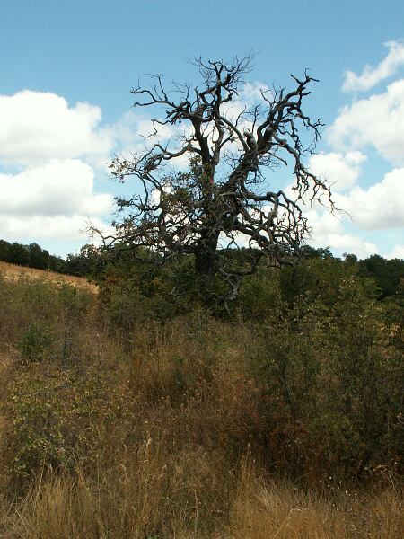 Such� strom na h�ebeni