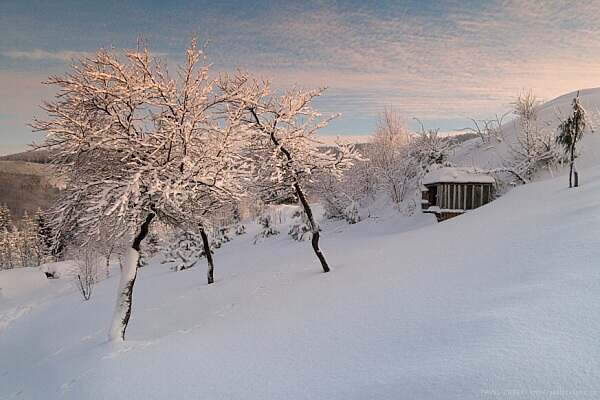 Slunce oza�uje ��st strom�