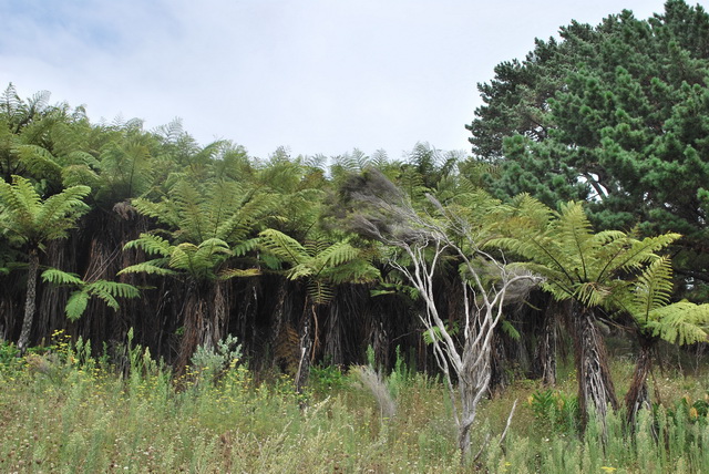 Voln� pokra�ov�n� fotografi� z Nov�ho Z�landu