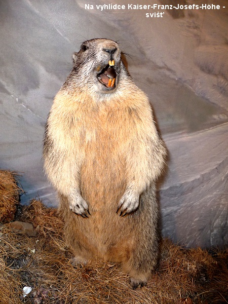 Tady budou sn�mky , kter� po��dili Palo s Er�ou