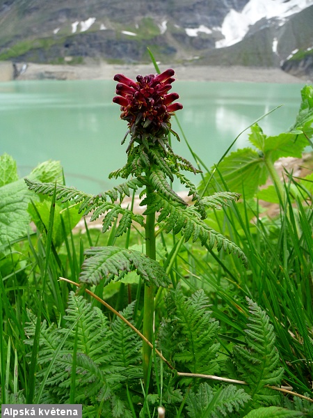 Tady budou sn�mky, kter� po��dil Palo s Er�ou....