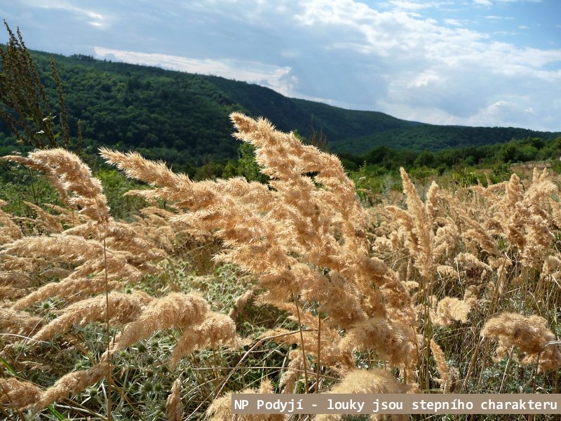 NP Podyj� je jedn�m z nejmlad��ch park� u n�s
