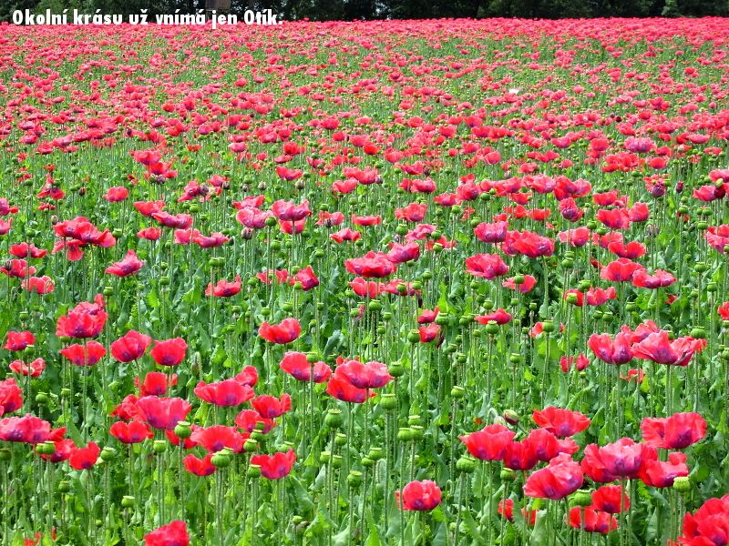 Na kole kolem Dunaje