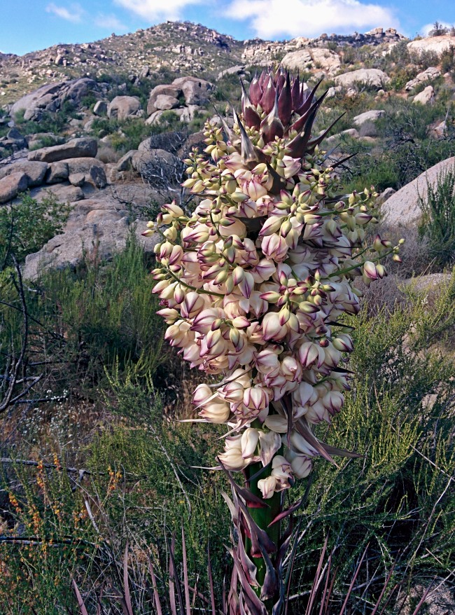 PCT je jedna z nejdel��ch turistick�ch tras na sv�t�!