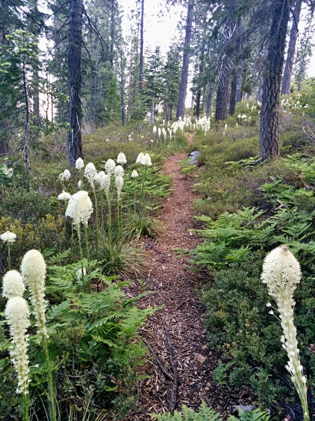 PCT je jedna z nejdel��ch turistick�ch tras na sv�t�!