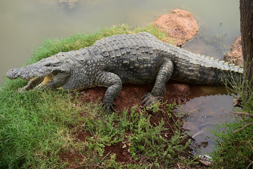 Po stop�ch Rallye Pa�� Dakar